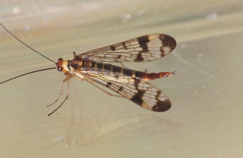 Panorpa gr. cognata, maschio e femmina